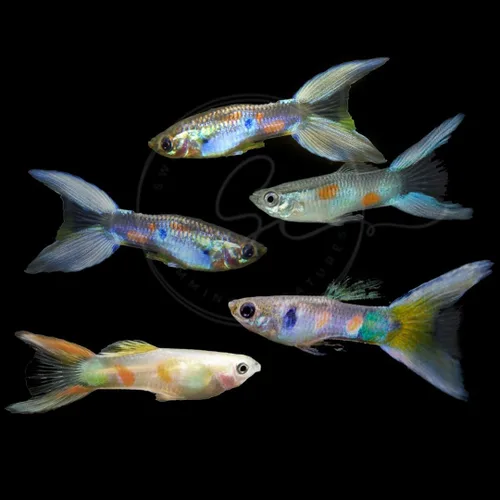Vista 5 de Swimming Creatures™ Peces de Acuario de Agua Dulce Tropicales Guppy/Platy Reproductores Vivos (4 Machos Guppy Oro 24K de 24 cm)