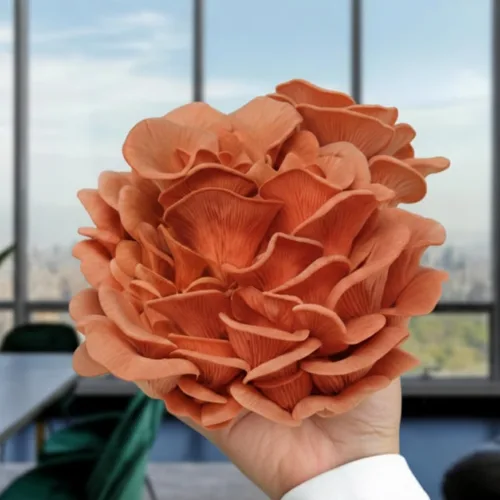 Vista 3 de Kit de cultivo de hongos ostra rosa de Forest Origins, fácil para principiantes y de uso sencillo, crece en 10 días Hecho a mano en California