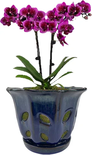Vista 10 de Macetas de orquídeas con agujeros de 6 pulgadas de cerámica para orquídeas con platillo adjunto y orificio de drenaje (blanco)