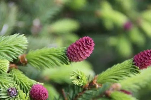 Vista 4 de Acrocona Norway Spruce 1 - Año Árbol vivo