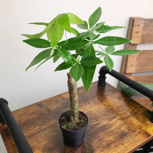 Vista 3 de Planta de Árbol de Dinero Viva, Árbol de Dinero Pachira Aquatica, Árbol de Dinero Feng Shui Pachira Aquatica, Planta Pachira Bonsai en Maceta