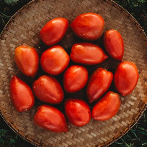 Vista 2 de Amish Pasta de tomate – 50 semillas – Variedad de tomate Amish de reliquia, súper para salsa y conserva, semillas de tomate tradicionales cultivadas