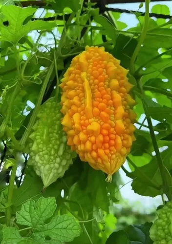 Vista 4 de 10pcs Momordica Charantia Semillas de Calabaza Amarga Cundeamor Vid Semillas Vegetales