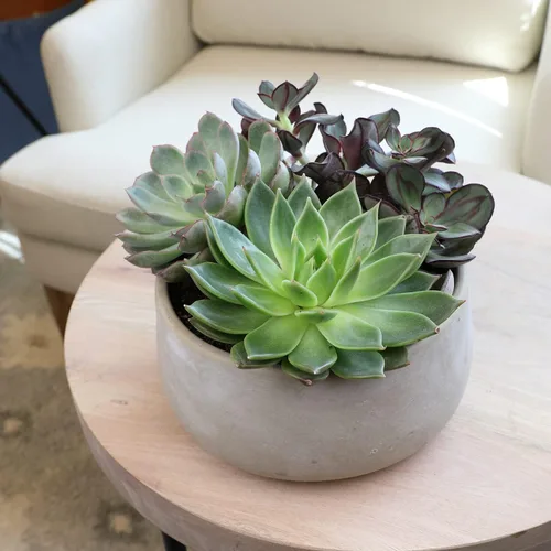 Vista 4 de Suculentas Echeveria de 1 cuarto de galón, 4 unidades, suculentas vivas recuerdos de fiesta en macetas suculentas, plantas suculentas vivas plantas