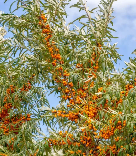 Vista 7 de Sea Buckthorn 100 Seeds (Hippophae rhamnoides) Heirloom - Open Pollinated