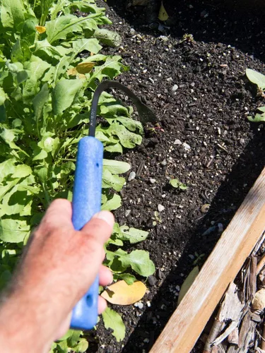 Vista 3 de CobraHead. Herramienta de mano, escardillo y cultivador. Cuchilla de acero forjado y mango de plástico reciclado. Diseñado ergonómicamente