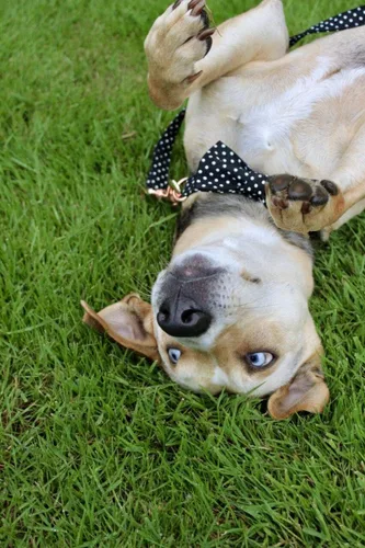 Vista 5 de Unique style paws - Collar de algodón con lazo para cachorros con punto redondo negro y blanco para perros pequeños, medianos y grandes Punto Negro