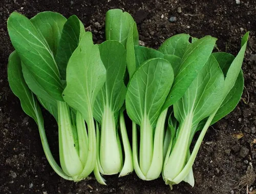 Vista 2 de Semillas Chino Col Bok Choy Heirloom Vegetales No OGM