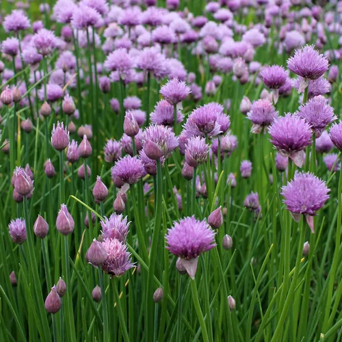 Vista 7 de Outsidepride Semillas de jardín de hierbas de cebollino perenne de 1 oz para microverdes, brotes y cocina