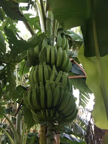 Vista 5 de Planta de plátano, plátano Orinoco, Musa accuminata' (grande 25" - 36")