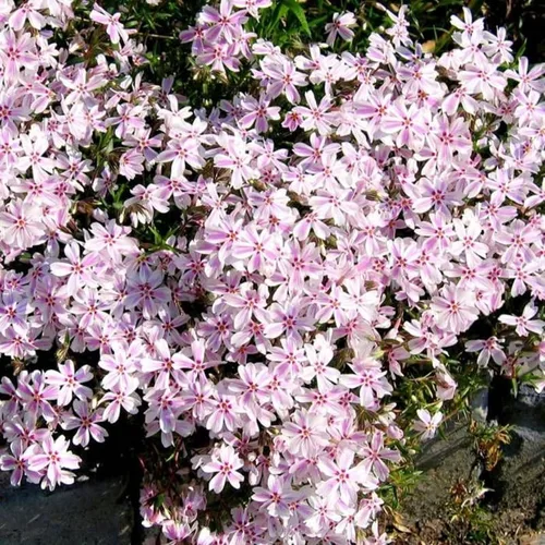 Vista 5 de Phlox rastrero rosa y blanco, planta viva de Phlox, bien enraizada, cubierta de suelo perenne rastrera