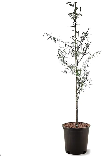 Vista 7 de Sauce llorón, caducifolio, de crecimiento rápido, árbol de sombra, 2-3 pies de altura del árbol, maceta de vivero de 1 galón