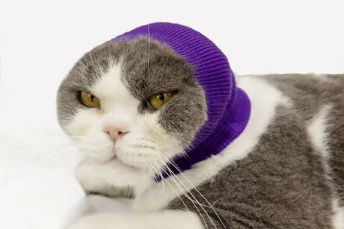 Vista 12 de Paquete de 2 protectores de orejas de gato sin arañazos para el cuidado de heridas 1azul+1 gris