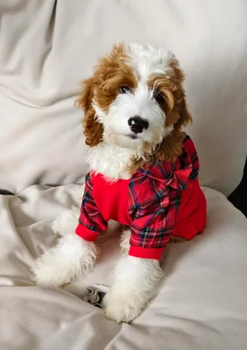 Vista 4 de Fitwarm Sudadera con capucha para perro a cuadros, ropa para perros pequeños, hembra, niño, sudadera para mascotas con capucha, traje de invierno