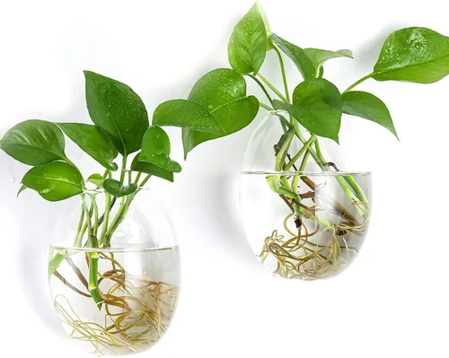 Vista 2 de Kingbuy Maceta de cristal para colgar en la pared, florero, estación de propagación de plantas hidropónicas, decoración de jardín, oficina en casa