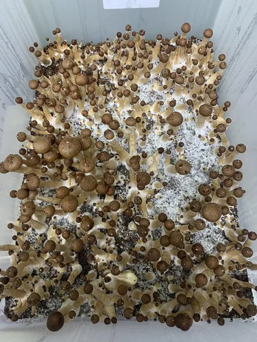 Vista 3 de Semillas Porcini Setas Esporas - Heirloom - Libre de OGM