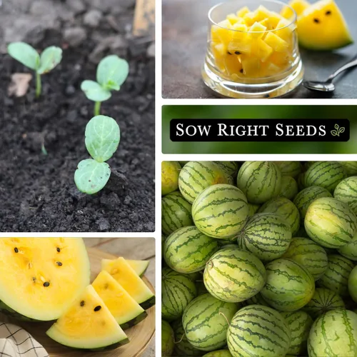 Vista 4 de Sow Right Seeds - Semillas de sandía pequeñas amarillas para plantar - Paquete de reliquia sin OMG con instrucciones para plantar un huerto casero