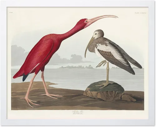 Vista 15 de Poster Master Póster vintage de James Audubon – Impresión retro de amargo americano – Arte de aves de América – Regalo para hombres, mujeres