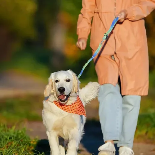 Vista 5 de Correa de perro con cremallera manos libres, correa de cintura elástica de 4 a 6 pies, adecuada para perros medianos a grandes, mango acolchado
