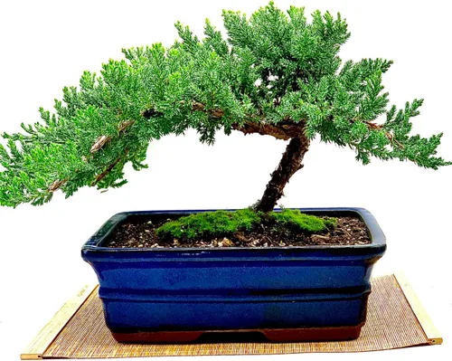 Vista 2 de Árbol bonsái enano vivo de enebro de más de 12 años con alfombrilla de bambú, árbol bonsái de enebro o jade, para interiores y exteriores, 100%