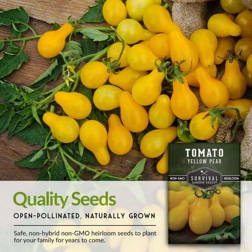 Vista 7 de Semillas de tomate Yellow Pear para plantar, variedad indeterminada de reliquia, racimos prolíficos de tomates cherry dorados en forma de pera
