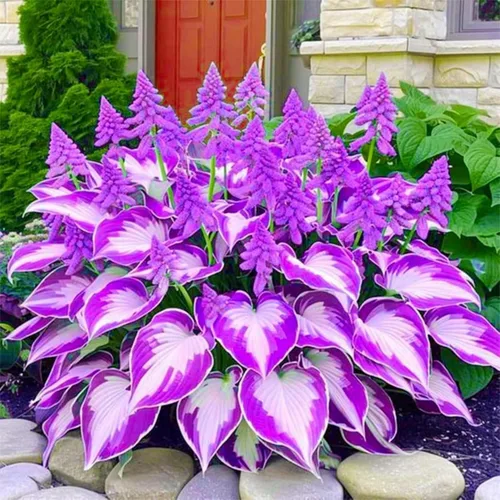 Vista 3 de Más de 350 semillas de Hosta de forma de corazón Hosta raíces desnudas - Foliaje rico, hojas en forma de corazón, hostas exóticas tolerantes a