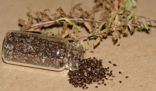 Vista 3 de Colección de semillas de jardín de hierbas medicinales #11 – Un paquete variado de 6 semillas de hierbas raras de reliquia. CÁPSULAS DE SEMILLAS