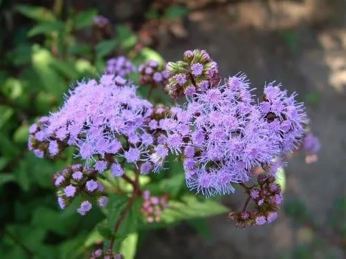 Vista 4 de 100 Semillas de flor de Eupatorium Coelstinum púrpura (ageratum duras)