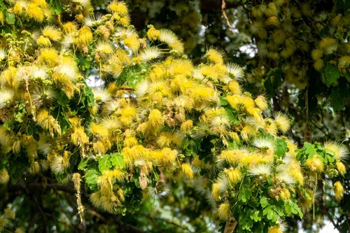 Vista 6 de 20 ÁRBOL DE LA Lengua De MUJER Blanco Mimosa Néctar Flor Albizia Lebbeck Semillas De Leguminosas