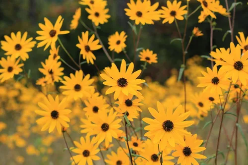 Vista 2 de 100 semillas de flor de girasol (girasol de hoja estrecha) Helianthus Angustifolius