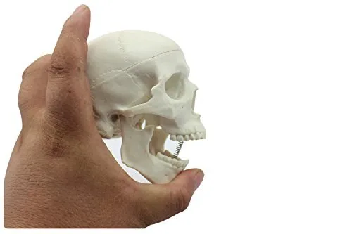 Vista 3 de Educación Mini Cráneo Humano Médico Cabeza Anatómica Hueso Cráneo Hueso