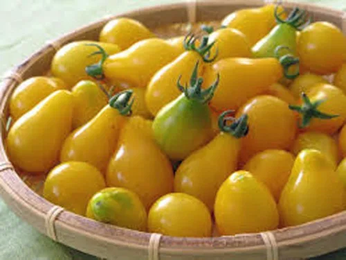 Vista 2 de Tomate, semillas de tomate de pera amarilla, reliquia, sin OMG, más de 25 semillas, sabroso, ideal para ensaladas