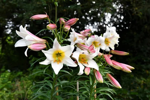 Vista 6 de 10 semillas de flores blancas y rosas de Royal / King's Lilium Regale