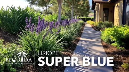Vista 4 de Super Blue Liriope Muscari - 3 plantas vivas - Césped de hoja perenne