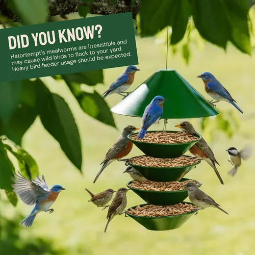 Vista 7 de Hatortempt Gusanos secos de harina para aves silvestres – Bolsa de 1.8 libras – Alimento Bluebird – Gusanos de comida con alto contenido