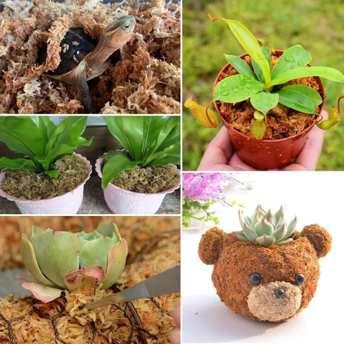 Vista 6 de ZeeDix 1.5 kg de musgo premium de turba sphagnum a granel, fibra larga seca para orquídeas, musgo de turba sphagnum para plantas
