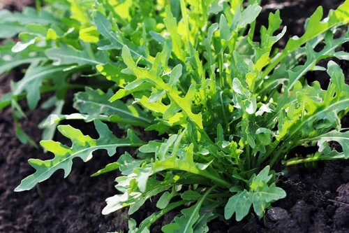 Vista 6 de Semillas de rúcula, semillas de brote de rúcula, microverde, brotación, 5 libras, sin OMG – Marca Country Creek Acres – Alta germinación de brotes