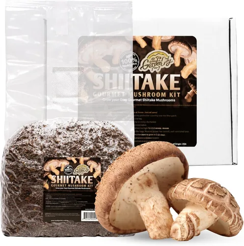 Vista 4 de Kit de hongos gourmet de melena de león - Bolsa de cultivo para hongos - Cultiva hongos melena de león premium en casa - Deliciosos y 100% naturales