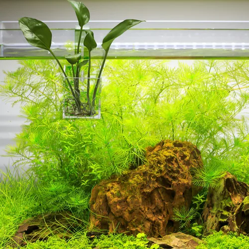 Vista 2 de POPETPOP Maceta de acuario para pecera, soporte para plantas acuáticas de acrílico, tazas de plantas acuáticas, taza de plantación de acuario