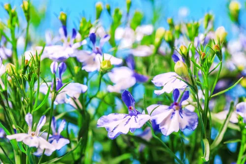 Vista 8 de 200 semillas de flores Blue Splash Lobelia Regatta Erinus
