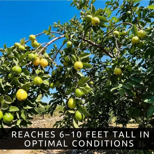 Vista 2 de Semillas de árbol bonsái de fruta de guayaba – 50 semillas para cultivar – Fruta tropical exótica y deliciosa. Ideal para árbol bonsái vivo
