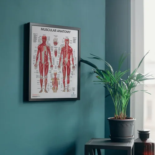 Vista 2 de Anatomy Lab Tabla anatómica del sistema muscular, laminado, 17.3 x 22.5 pulgadas, diagrama de los músculos, carteles médicos, póster del sistema