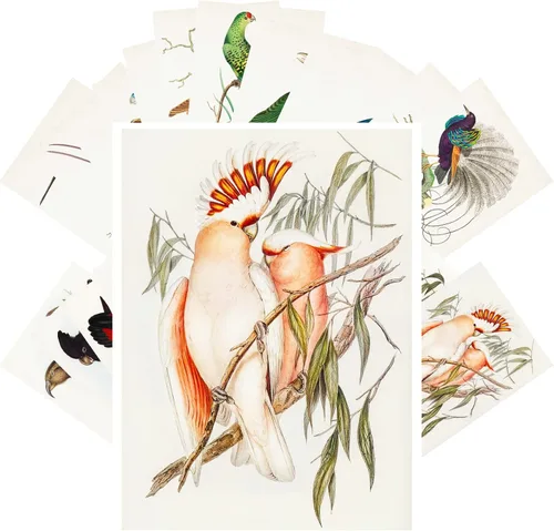 Vista 6 de Pixiluv Postales vintage (24 piezas de 10x15 cm cada una) Ilustración de libro botánico antiguo de colibríes y pájaros pequeños Tarjetas de nota Agua