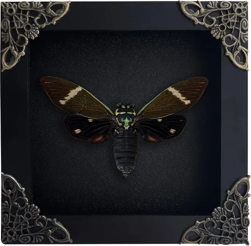 Vista 110 de 2 Real Dragonfly Specimens Shadow Box Framed Insect Display Oddities Curiosities Entomology Collection Natural History Wall Decor Gift for Nature