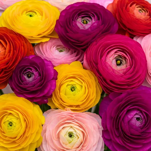 Vista 11 de Bulbos de Ranúnculos de Colores Mixtos para Plantar - Se envía desde Iowa, EE. UU. (5 Bulbos)