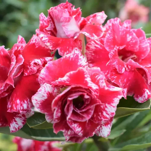Vista 4 de 5 semillas de rosas del desierto coloridas para plantar, semillas de rosas del desierto de belleza rara, reliquia sin OMG, para el hogar, jardín