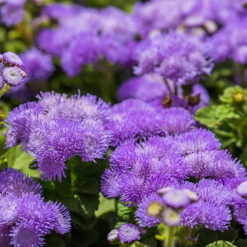 Vista 4 de 100 semillas Ageratum Blue Mistflower