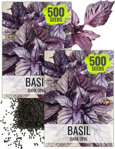 Vista 11 de Seed Needs Semillas de albahaca italiana para plantar hierbas tradicionales sin OMG, 1 paquete