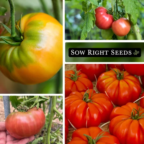 Vista 4 de Semillas de semillas de tomate estilo bistec de res para plantar jardín With red, orange, purple, pink tomatoes. Plant indeterminate non-GMO