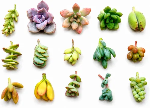 Vista 3 de 10 mini esquejes suculentos vivos surtidos, plantas iniciales únicas de enraizamiento
